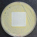 Тест на эффективность антибактериальной защиты Microban